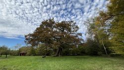 1000 jaehrige Eiche 01